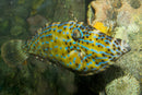 Scribbled Filefish (Aluterus scriptus) - Marine World Aquatics