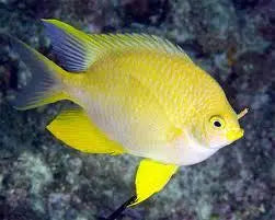 Lemon Damsel (Amblyglyphidodon aureus) - Marine World Aquatics