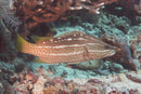 Bikini Grouper (Anyperodon leucogrammicus) - Marine World Aquatics