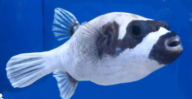 Dogface Puffer - Panda (Arothron diadematus) - Marine World Aquatics
