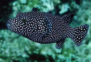 Dogface Puffer - Spotted (Arothron meleagris) - Marine World Aquatics