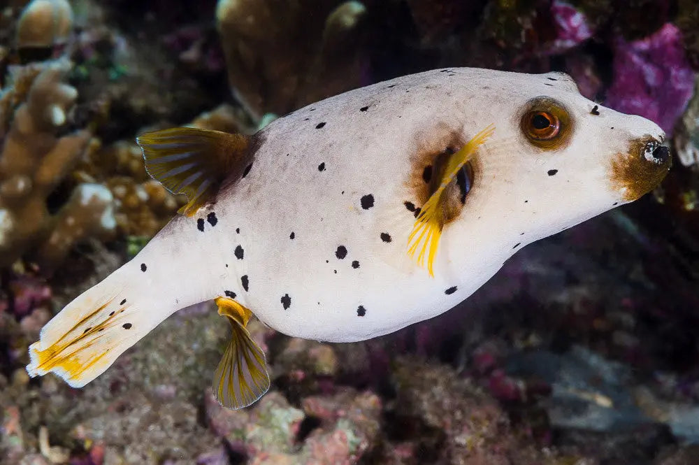 Dogface Puffer - Hush Puppy (Arothron nigropunctatus) - Marine World Aquatics