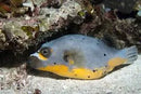 Dogface Puffer - Yellow Belly (Arothron nigropunctatus) - Marine World Aquatics