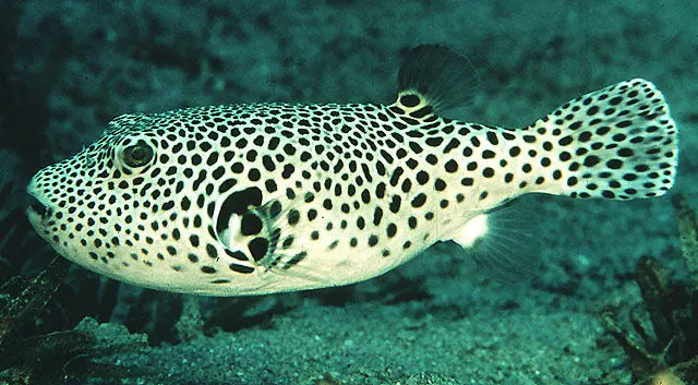 Dogface Puffer - Starry (Arothron stellatus) - Marine World Aquatics