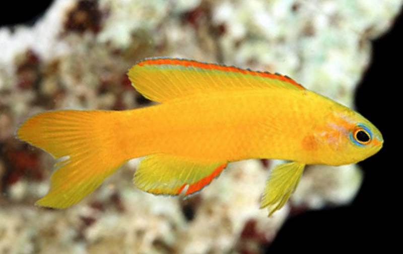 Forktail Pygmy Basslet - Yellow (Assessor flavissimus) - Marine World Aquatics