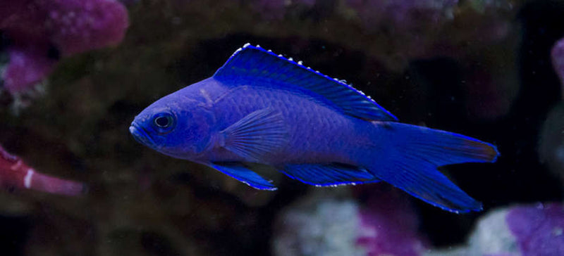 Forktail Pygmy Basslet - Blue (Assessor macneilli) - Marine World Aquatics