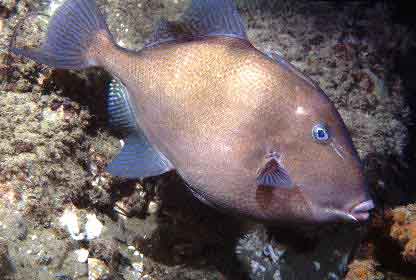 Caribbean Grey Trigger (Balistes capriscus) - Marine World Aquatics