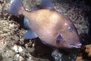 Caribbean Grey Trigger (Balistes capriscus) - Marine World Aquatics