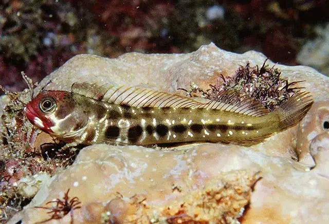 Barnacle Blenny (Acanthemblemaria macrospilus) - Marine World Aquatics