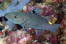 Arrow Grouper (Belanoperca chabanaudi) - Marine World Aquatics