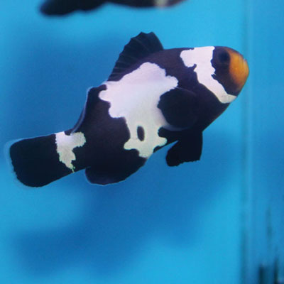 Tank Bred Black Ice Snowflake Clown (Amphiprion ocellaris) - Marine World Aquatics