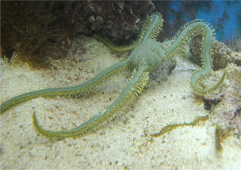 Brittle Starfish - Green (Ophiarachna incrassata) - Marine World Aquatics