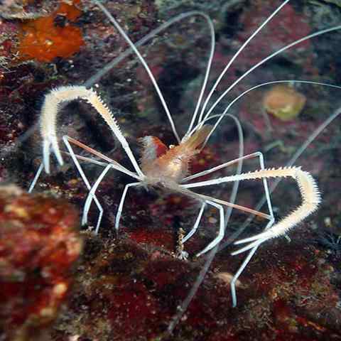 Cave Shrimp (Stenopus pyrsonotus) - Marine World Aquatics
