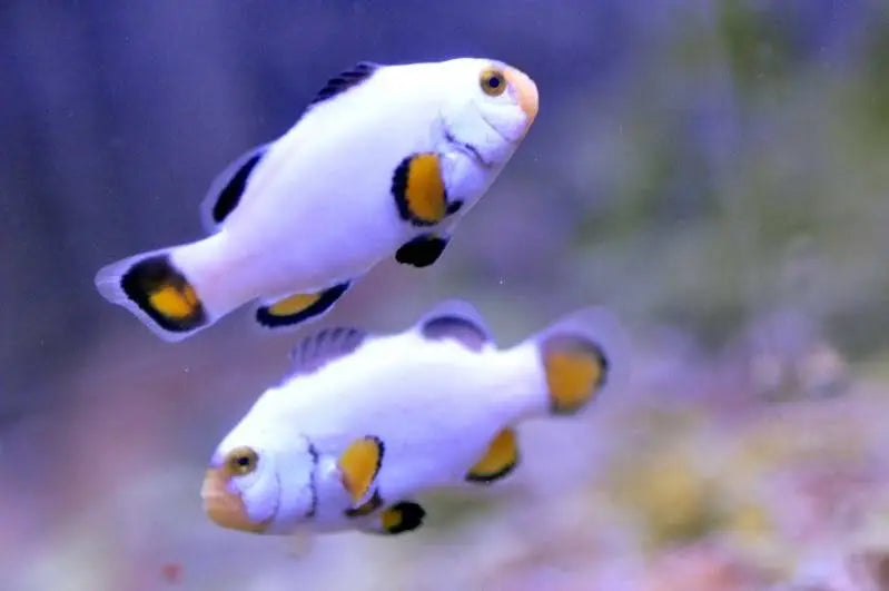 Platinum Clown - White (Amphiprion percula) - Marine World Aquatics