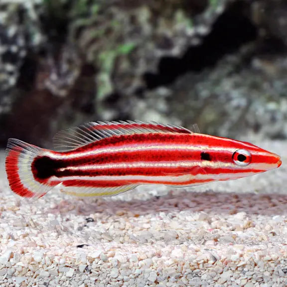 Candy Cane Hog (Bodianus sepiacaudus) - Marine World Aquatics