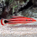 Candy Cane Hog (Bodianus sepiacaudus) - Marine World Aquatics