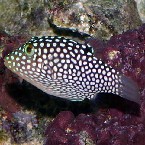 Clown Filefish (Cantherhines macroceros) - Marine World Aquatics