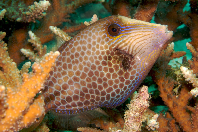 Honeycomb Filefish (Cantherhinus pardalis) - Marine World Aquatics