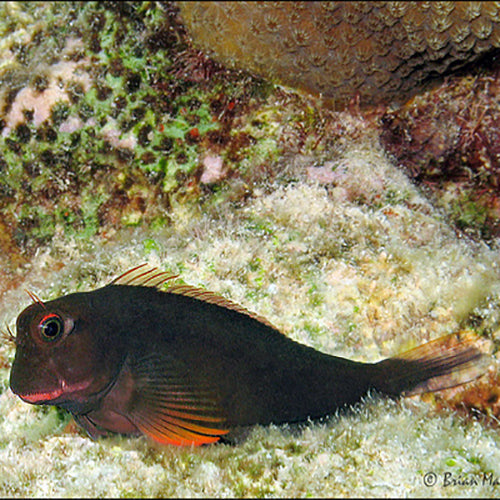 Caribbean Red Lip Blenny (Ophioblennius atlanticus) - Marine World Aquatics