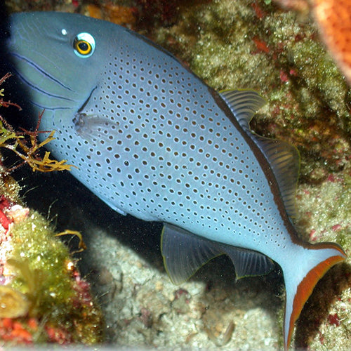 Caribbean Redtail Trigger (Xanthichthys ringens) - Marine World Aquatics