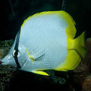 Caribbean Reef Butterfly (Chaetodon ocellatus) - Marine World Aquatics