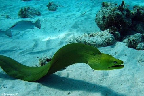 Caribbean Green Eel (Gymnothorax funebris) - Marine World Aquatics