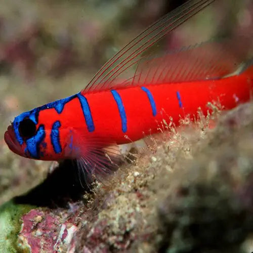 Catalina Goby (Lythrypnus dalli) - Marine World Aquatics