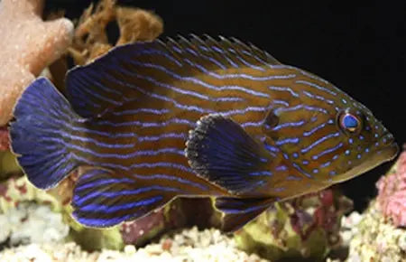 Blue Stripe Grouper (Cephalopholis formosa) - Marine World Aquatics