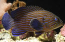 Blue Stripe Grouper (Cephalopholis formosa) - Marine World Aquatics