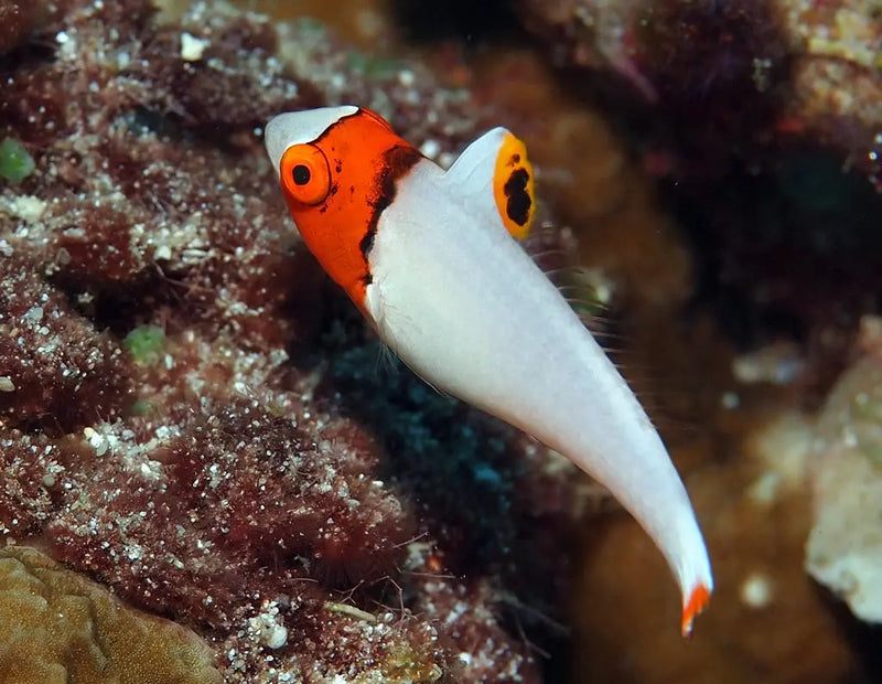 Clown Parrot (Cetoscarus bicolor) - Marine World Aquatics
