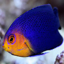 Cherub Angel (Centropyge argi) - Marine World Aquatics