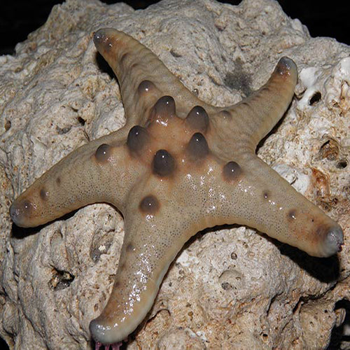 Choc. Chip Starfish (Protoreaster nodosus) - Marine World Aquatics