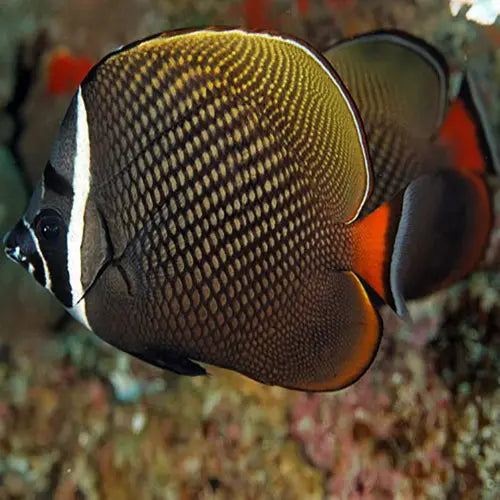 Collare Butterfly (Chaetodon collare) - Marine World Aquatics