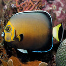 Conspic Angel (Chaetodontoplus conspicillatus) - Marine World Aquatics