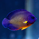 Coral Beauty - A (Centropyge bispinosus) - Marine World Aquatics