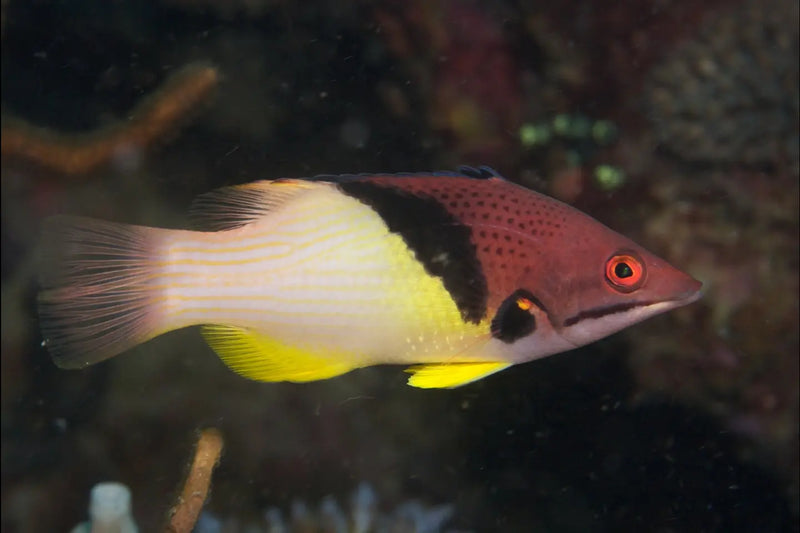 Coral Hog (Bodianus mesothorax) - Marine World Aquatics