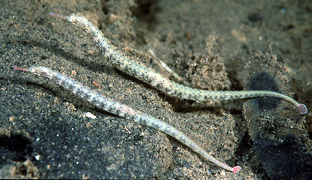Pipefish - Snake (Corythoichthys intestinalis) - Marine World Aquatics