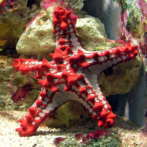 Crimson Knobbed Starfish (Protoreaster linckii) - Marine World Aquatics