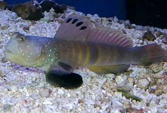 Blue Spot Goby (Cryptocentrus pavoninoides) - Marine World Aquatics