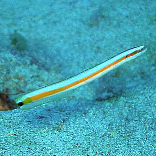 Curious Worm Goby (Gunnellichthys curiosus) - Marine World Aquatics