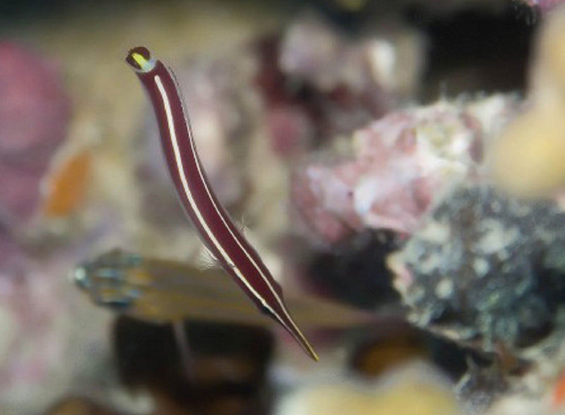 Clingfish (Diademichthys lineatus) - Marine World Aquatics