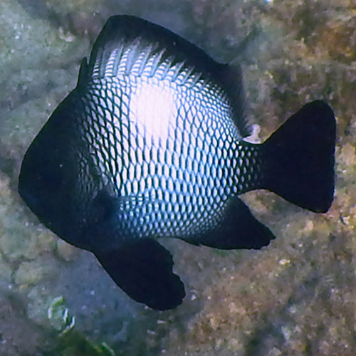 Domino Damsel - Hawaiian (Dascyllus albisella) - Marine World Aquatics