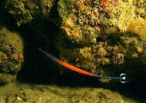 Pipefish - Flame (Doryrhamphus janssi) - Marine World Aquatics