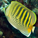 Dot Dash Butterfly (Chaetodon punctatofasciatus) - Marine World Aquatics