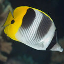 Double Saddle Butterfly (Chaetodon ulietensis) - Marine World Aquatics