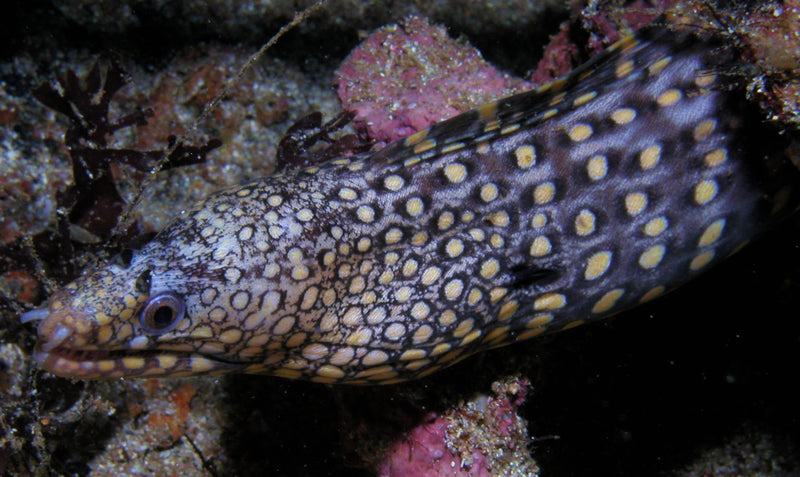Dragon Eel - Mexican (Muraena lentiginosa) - Marine World Aquatics