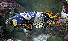 Queensland Grouper (Epinephelus lanceolatus) - Marine World Aquatics