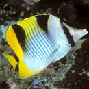 Falcula Butterfly (Chaetodon falcula) - Marine World Aquatics