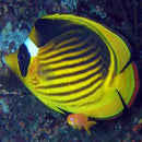 Fasciatus Butterfly (Chaetodon fasciatus) - Marine World Aquatics