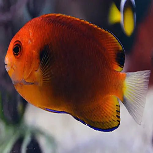 Fisher's Angel: Stunning Marine Angelfish